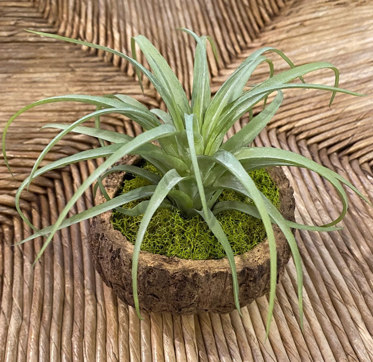 Mayan Coconut with Faux Succulent