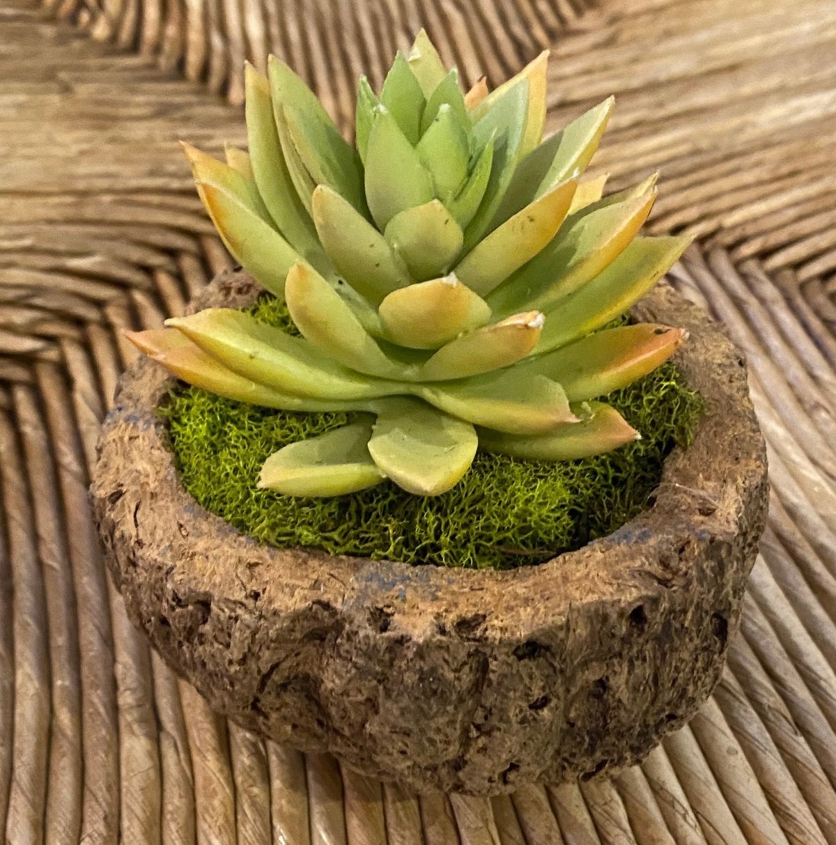Mayan Coconut with Faux Succulent
