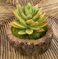 Mayan Coconut with Faux Succulent