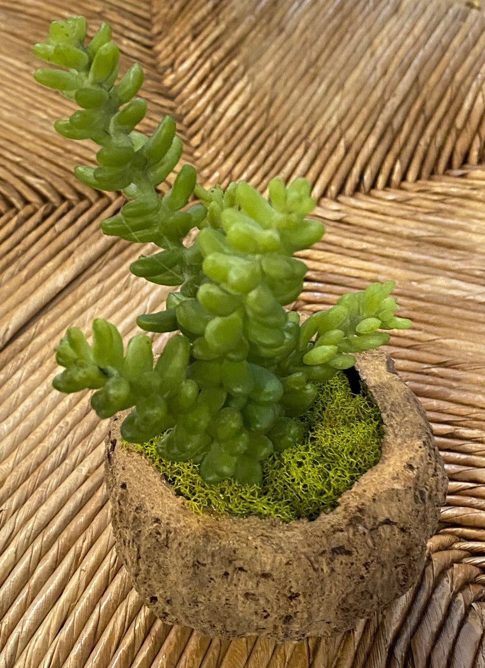 Mayan Coconut with Faux Succulent