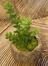 Mayan Coconut with Faux Succulent