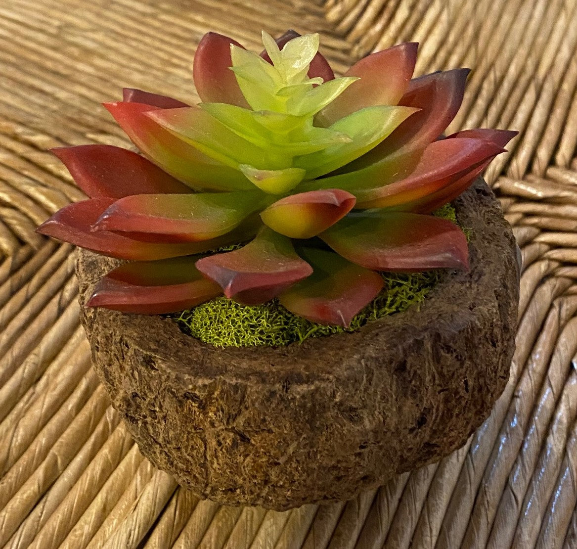 Mayan Coconut with Faux Succulent