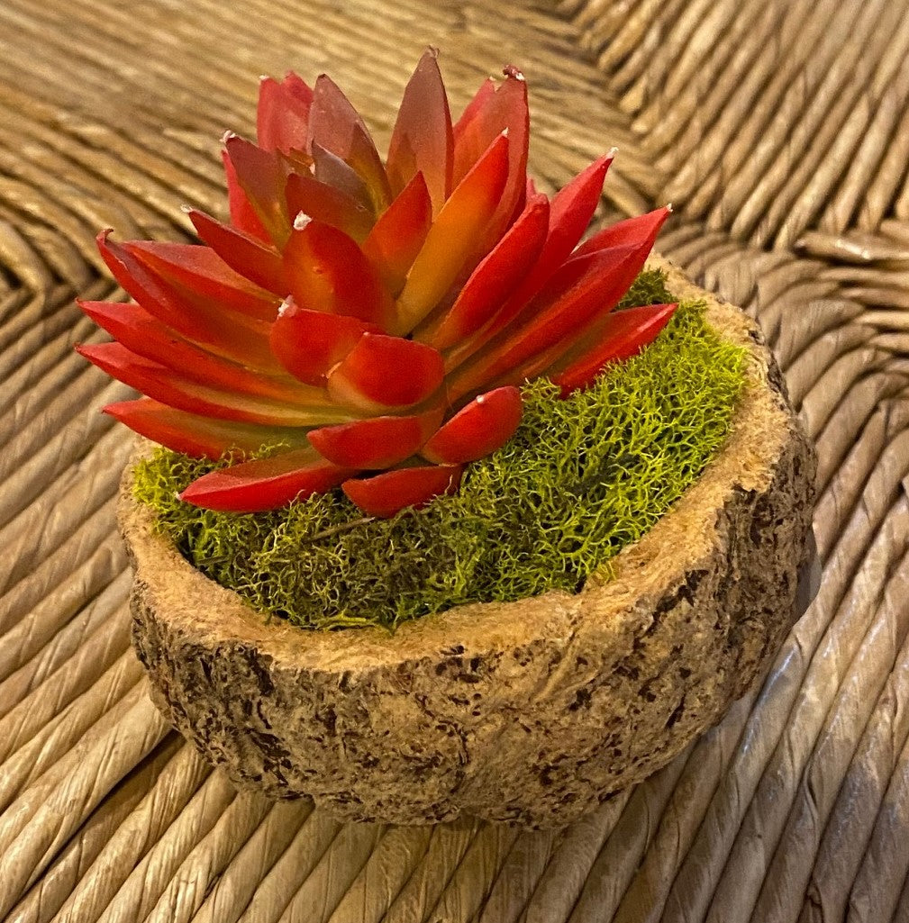 Mayan Coconut with Faux Succulent