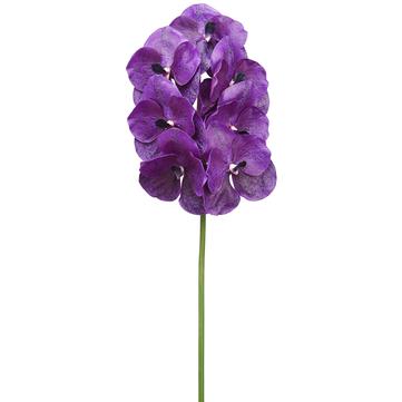 Vanda Orchid Spray