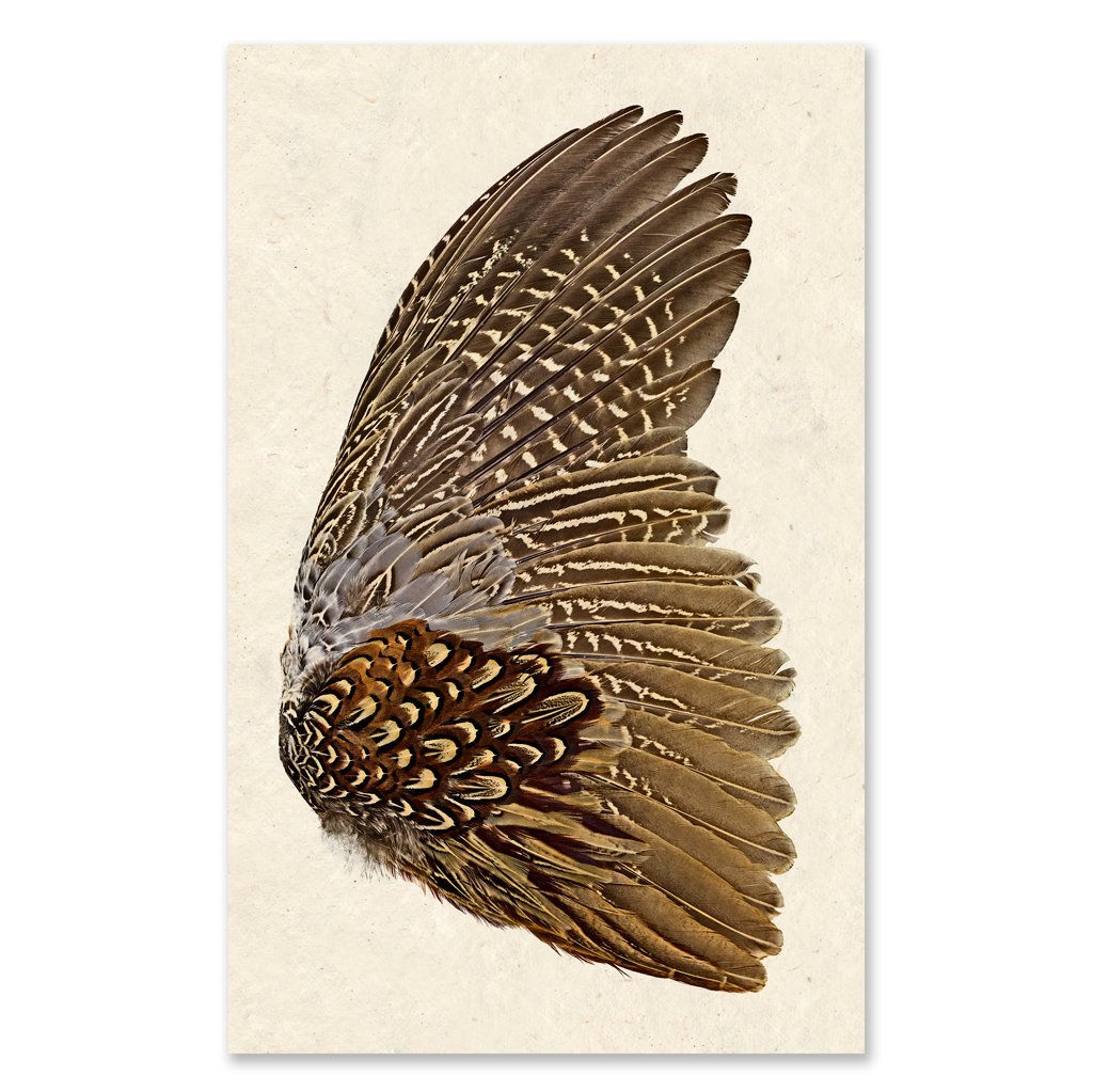 Ring Neck Pheasant Wing Art on Natural Paper -  40" x 60"