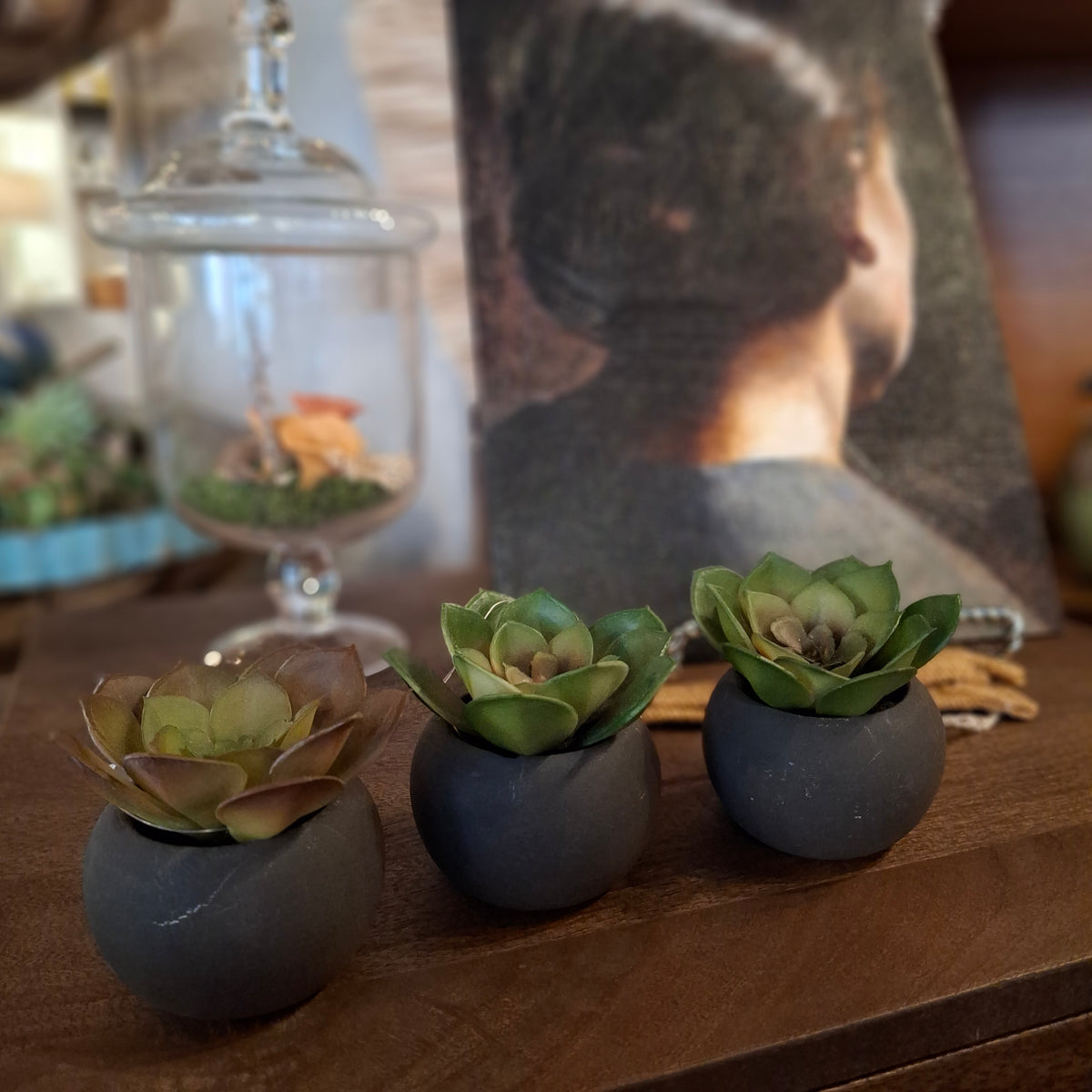 succulent in black pot Small Succulent in Black Pot – BHN