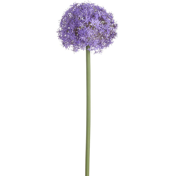 Purple allium flower on a white background