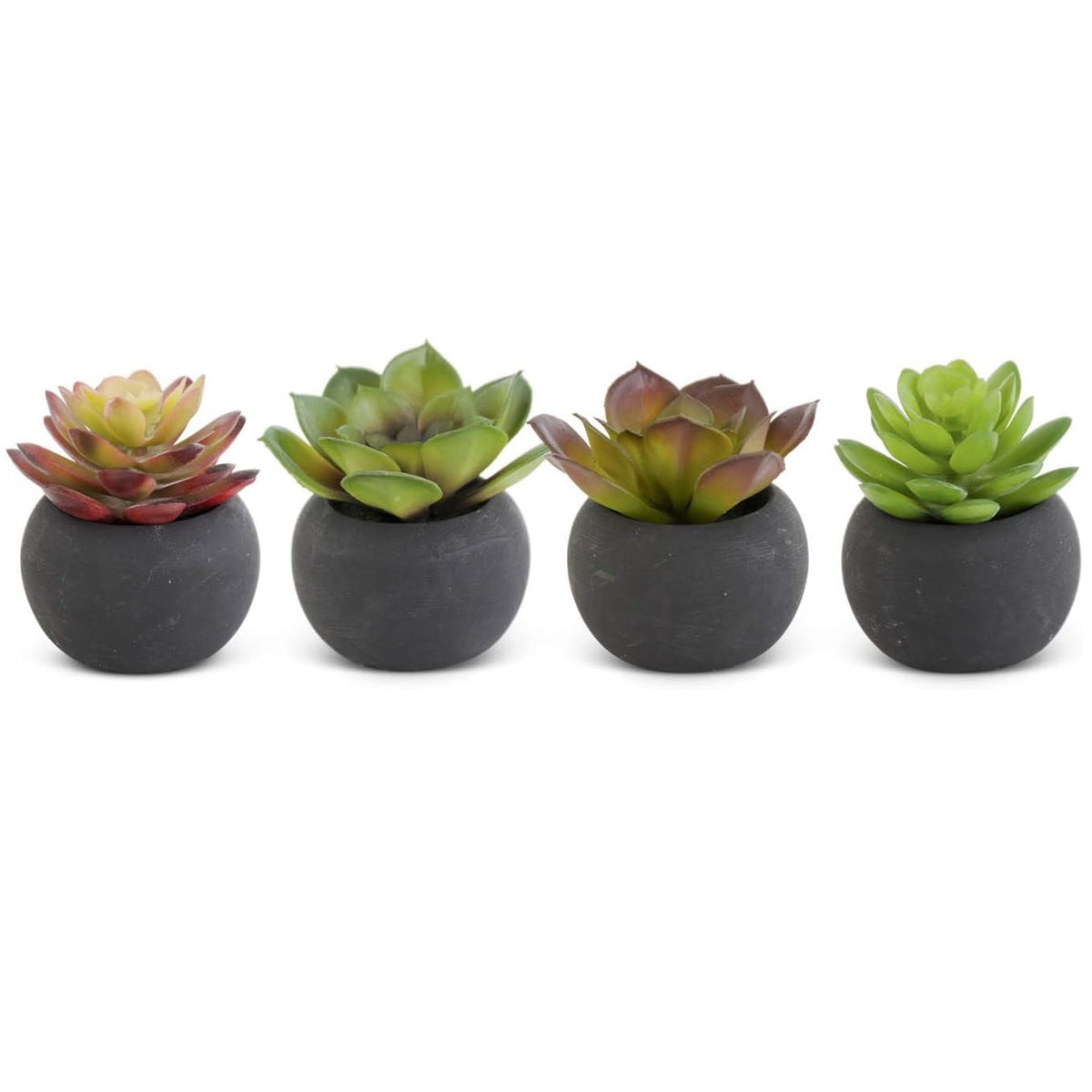 succulent in black pot Small Succulent in Black Pot