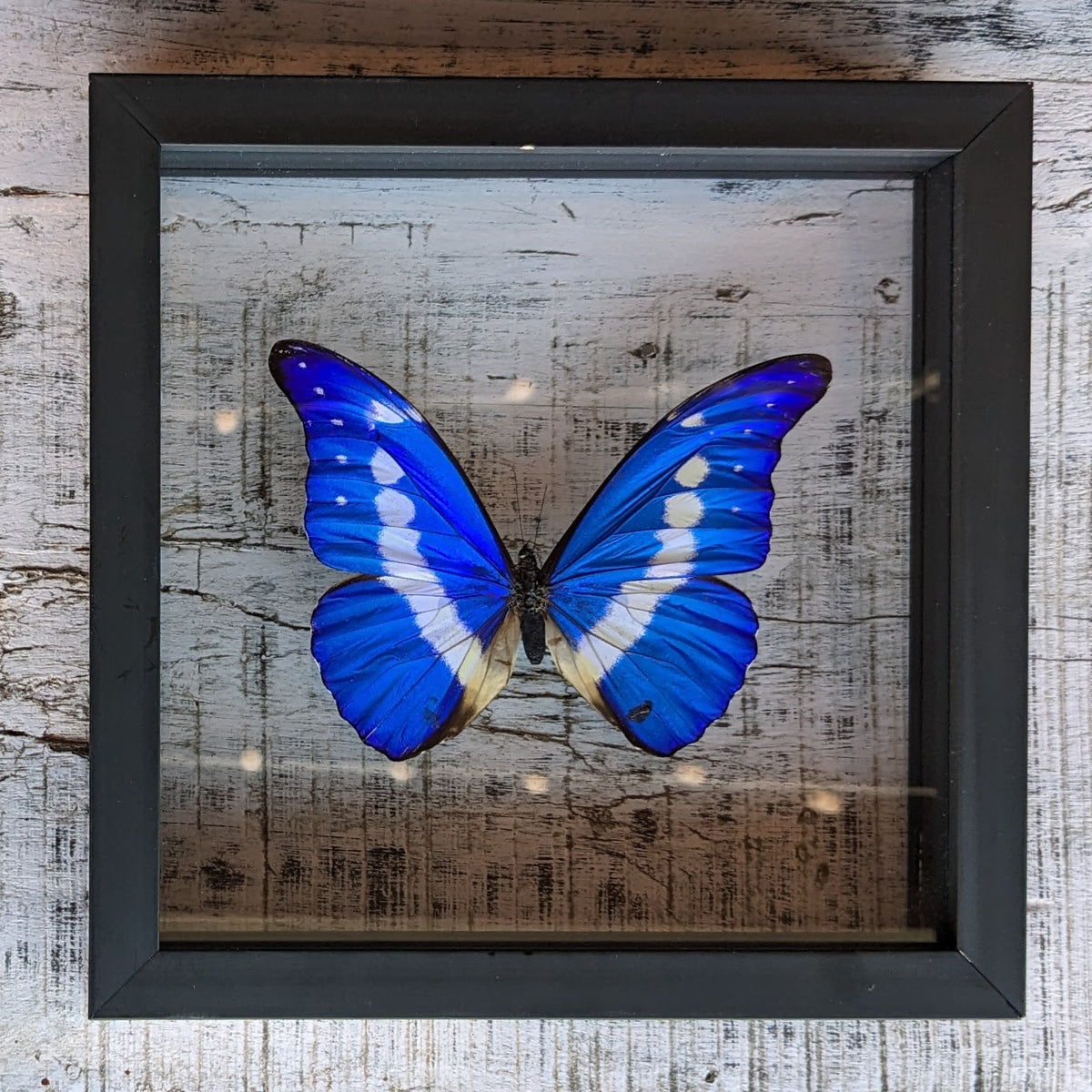 Morpho Rhetenor Butterfly Wall Art