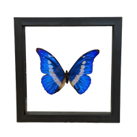 Morpho Rhetenor Butterfly Wall Art