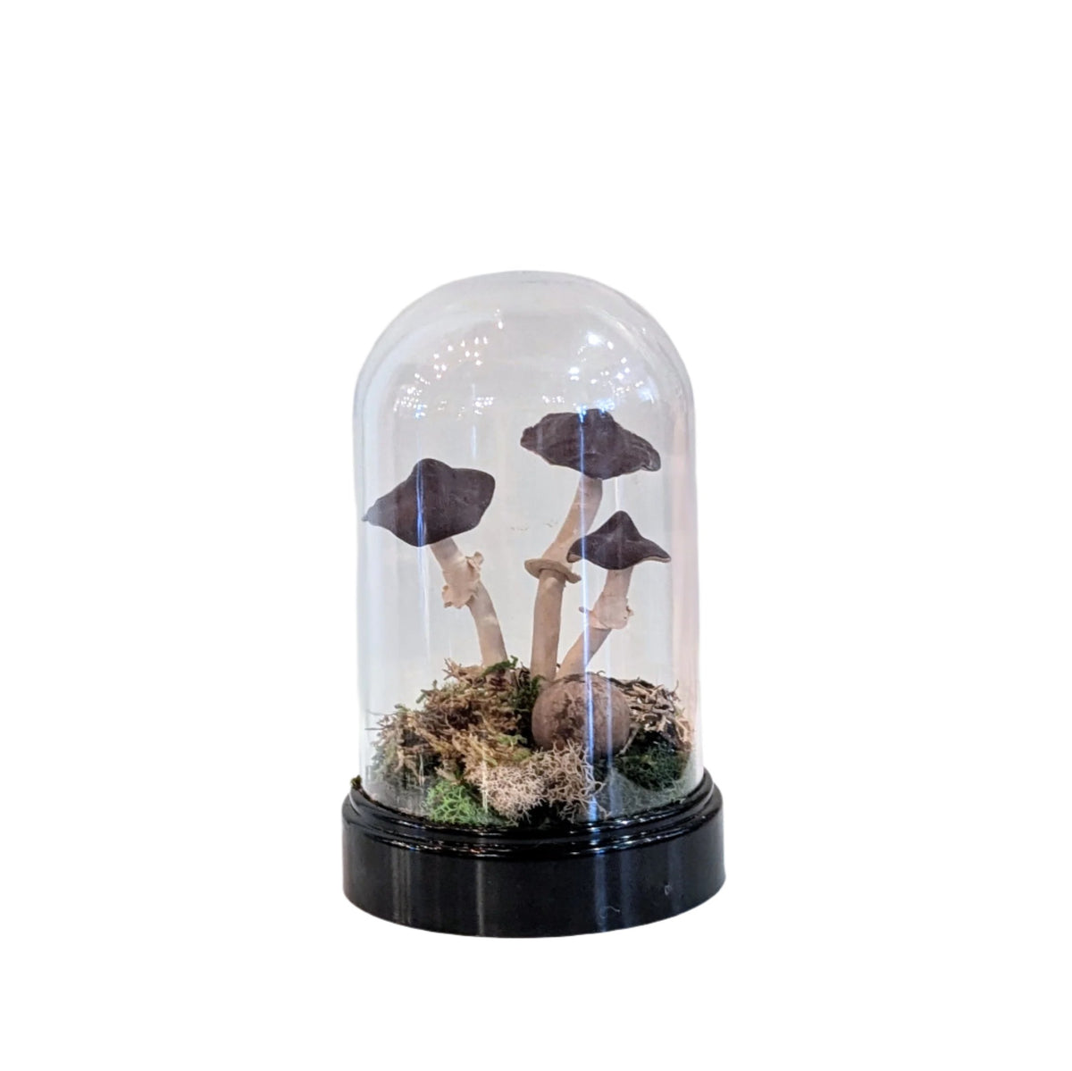 Handmade Large Ecoclay Mushroom Terrariums