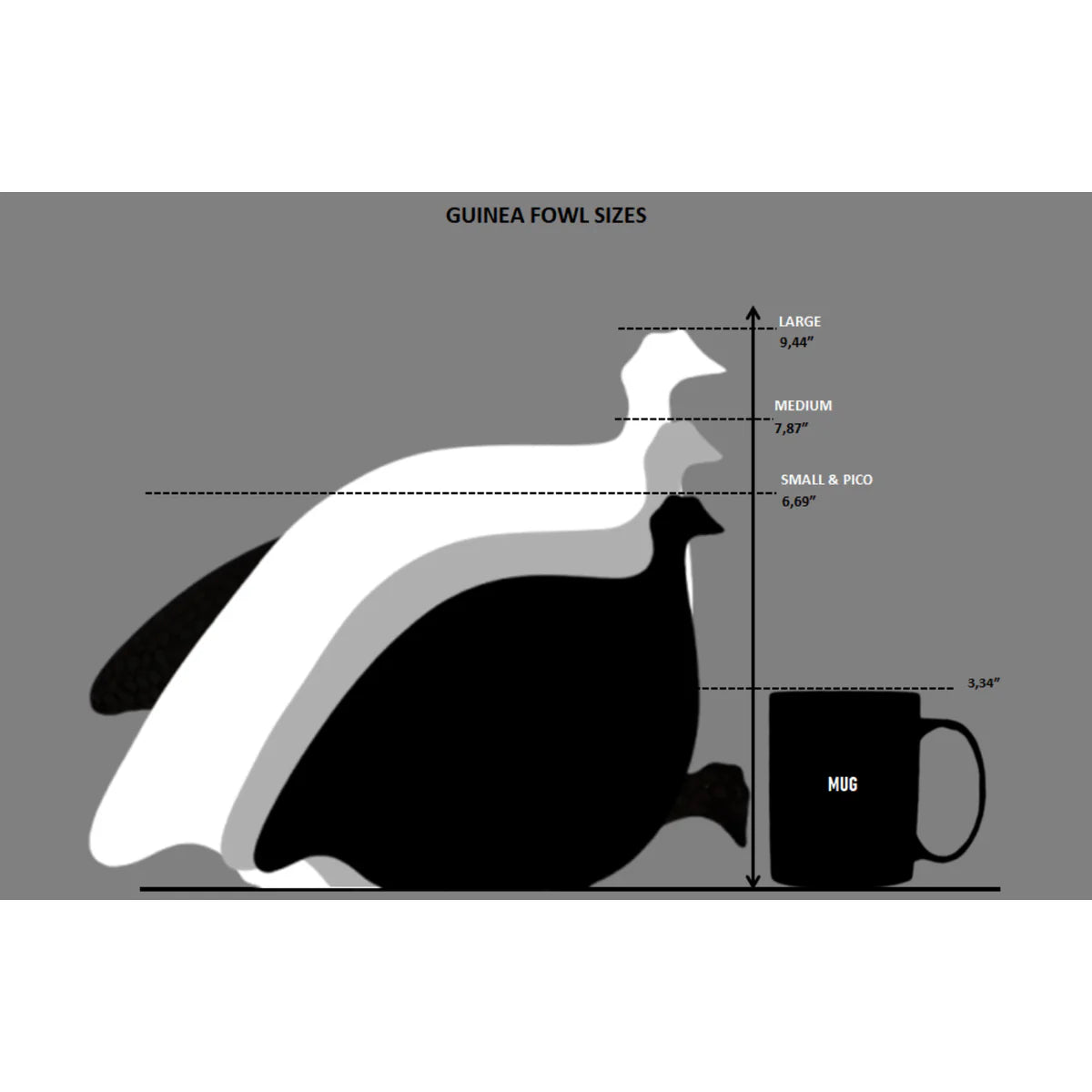 Diagram showing the size comparison of guinea fowl with a mug on a gray background