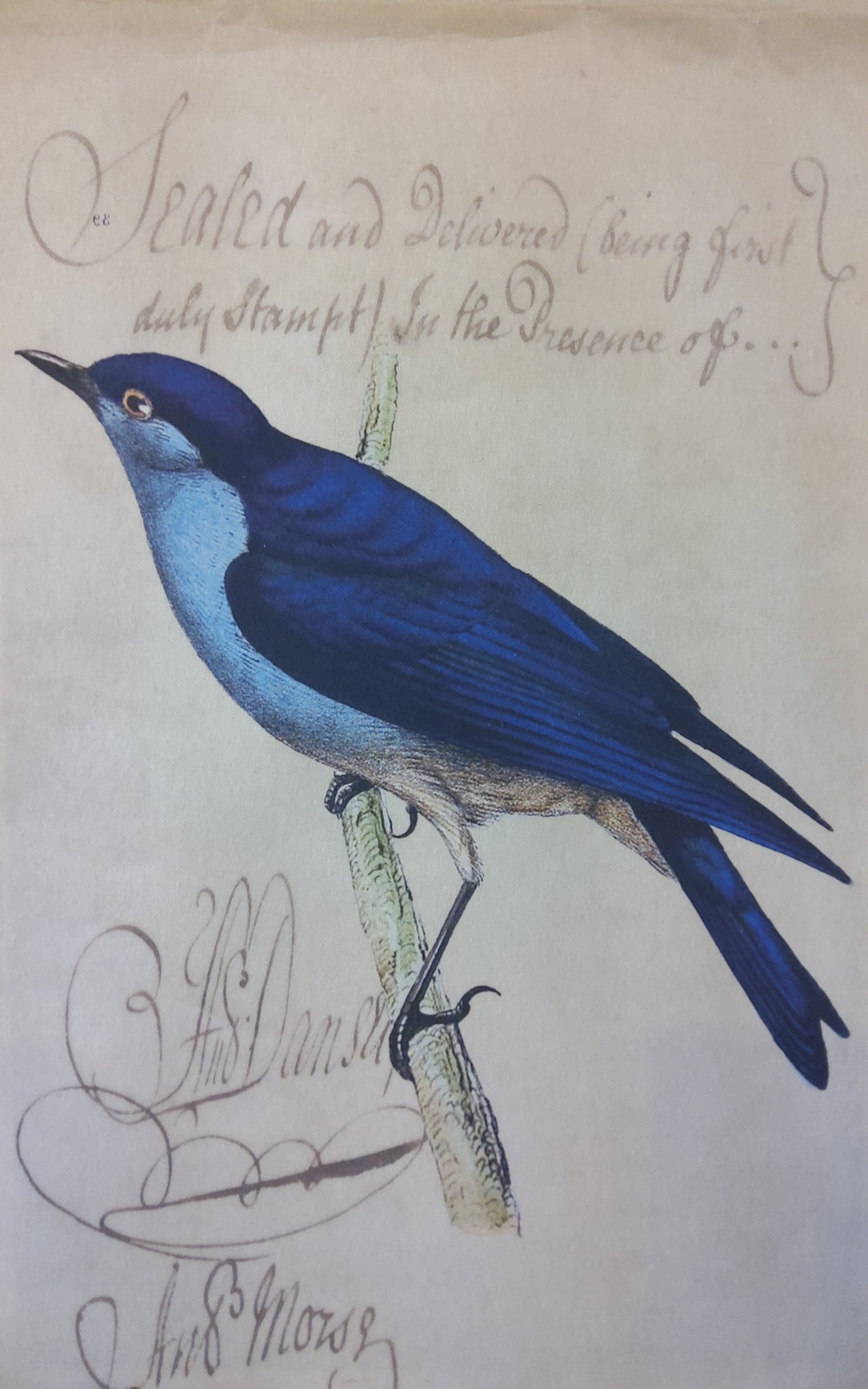 Bluebird Canvas Art by Elizabeth Lucas