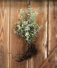 Faux Eucalyptus Bunch with Root