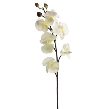 Phalaenopsis Orchid Faux