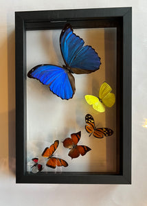 Butterfly Wall Art, Medium