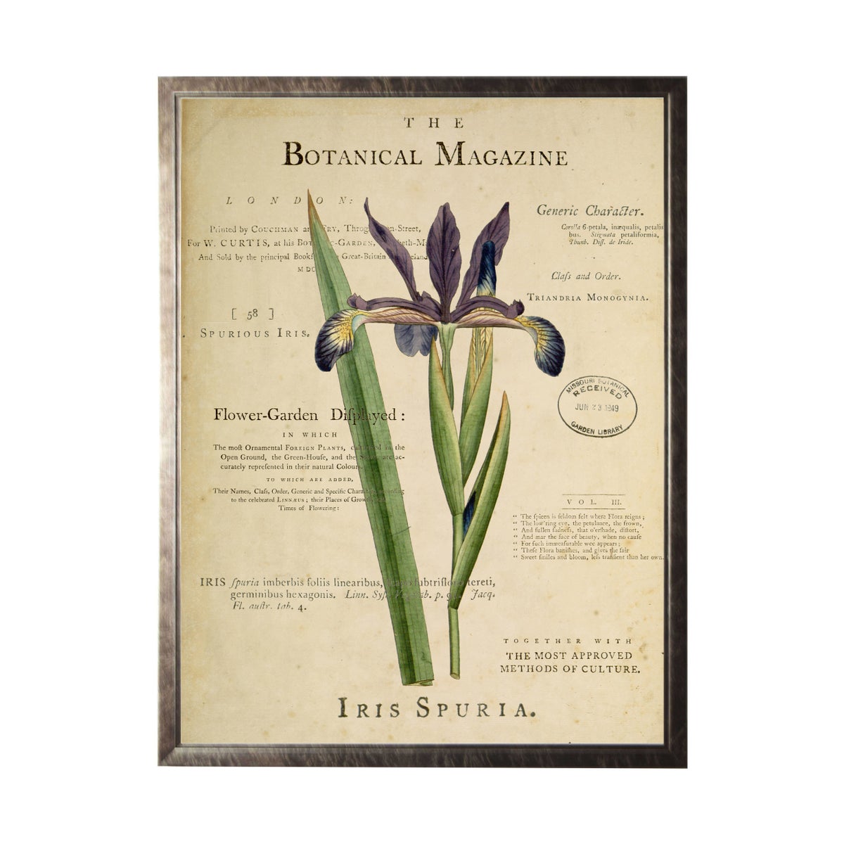 Botanical Garden Magazine Iris Flower Print