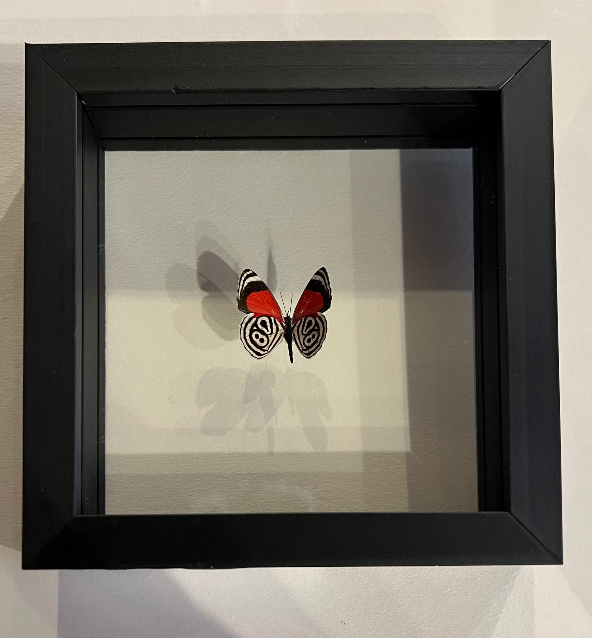 Cramer's 88 Butterfly Wall Art