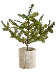 Pine Tree in Cement Pot – BHN