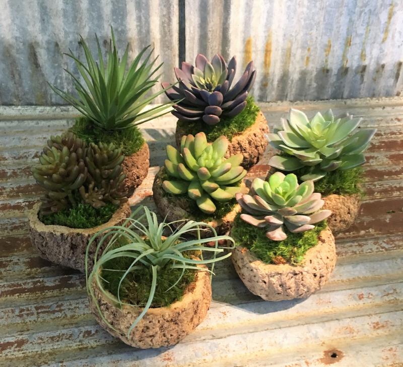 succulents in coconut shell Mayan Coconut with Faux Succulent
