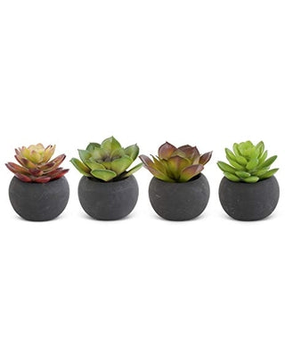 Succulent in Black Pot